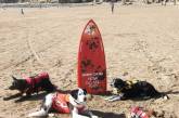 Первая в Великобритании школа серфинга для собак. ФОТО