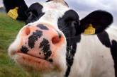 Эксперты позитивно оценивают госдотации на молодых коров