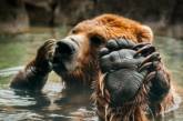 Когти медведя в сравнении с рукой человека. ФОТО