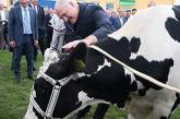 Беларусь потратит 127 тысяч долларов на памятник корове. ФОТО