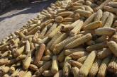 Украина будет возвращать Китаю кредит на $3 млрд кукурузой