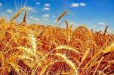 Аналитики понизили прогноз урожая зерна в Украине