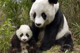 Из-за детёныша панды между Китаем и Японией разгорается дипскандал