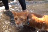 Бесстрашный кот самостоятельно плавает в океане и кайфует от этого 