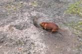 В Чехии собака умудрилась откопать древний клад. ФОТО