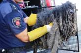 Зоозащитники спасли собаку, которая превратилась в комок шерсти. ФОТО