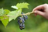 Названы самые полезные для здоровья сорта винограда