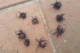«Поющие» пауки не на шутку перепугали британку. ФОТО