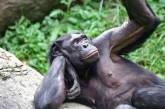 В Германии обезьяны сбежали из зоопарка и побили ребенка