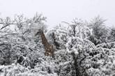 В Африке жирафов, слонов и антилоп замело снегом. ФОТО