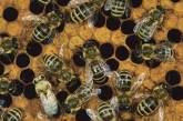 Тысячи пчел осадили офис в центре Стокгольма 