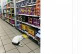 Лучшая реклама: Сеть в восторге от упитанного кота, живущего в супермаркете. ФОТО