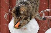 Забавные снимки с котами-воришками. ФОТО