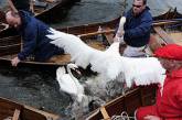 В Великобритании отменили традиционную перепись лебедей