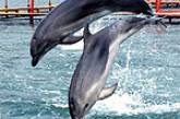 Севастопольские дельфины лечат от энуреза и паралича