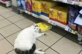 Упитанный кот из британского супермаркета умилил Сеть. ФОТО