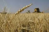 Цены на пшеницу достигли максимума за четыре года