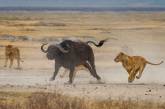 Львицы напали на буйвола, чтобы обучить своих малышей охотиться. ФОТО