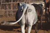 Зачем ботсванским коровам глаза по обе стороны хвоста. ФОТО