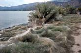 Паутина вдоль береговой линии в Греции.ФОТО