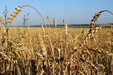 Минагрополитики компенсирует аграриям убытки из-за засухи