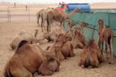 Тысячи изнывающих от жажды верблюдов напали на австралийский город