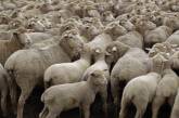 Сбиваться в стадо овец заставляет эгоизм