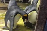 Семейство пингвинов, состоящее из двух самцов, похитило оставшегося без присмотра птенца