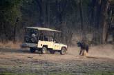 Злой буйвол напал на джип с туристами.ФОТО