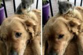 Минутка позитива: золотистый ретривер подружился с коалой. ФОТО