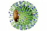 Ряд стран сообщили ВОЗ о появлении новых мутаций вируса H1N1