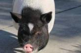 Эта свинья стала в полицейском участке всеобщей любимицей.ФОТО