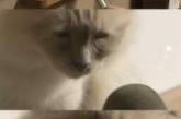 Дающий интервью грустный кот стал звездой мемов.ФОТО