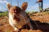 В США крыс будут вербовать в саперы