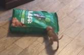 Крошечный щенок атаковал мешок с кормом