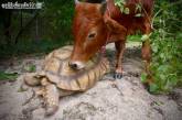В Сети умиляются трогательной дружбе черепахи и теленка. ФОТО