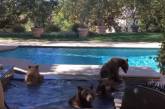 Наглая медвежья семейка регулярно захватывает чужой бассейн