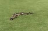 Змея явилась на поле для гольфа и напугала игроков