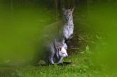 Лесные звери "организовали" дерзкий побег кенгуру из немецкого зоопарка