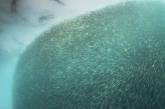 Миграция сардин в завораживающих подводных снимках. Фото