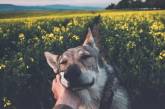 Парень из Чехии путешествует вместе со своим псом. ФОТО