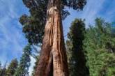 Так выглядят самые большие деревья на планете.  ФОТО