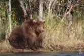 К зиме готов: на Аляске нашли самого толстого медведя. ФОТО