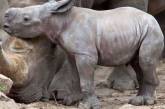 Премьер-министр Венгрии усыновил носорога