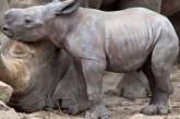 Премьер-министр Венгрии усыновил носорога. ФОТО