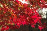 Осенняя Япония в ярких пейзажах. ФОТО