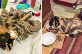 Животные, которые нашли новый дом: до и после. ФОТО