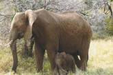 В Зимбабве решили торговать слоновой костью ради сохранения слонов