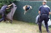 Полиция Нью-Йорка не сумела поймать павлина-беглеца