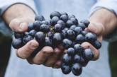 Диетологи рассказали, кому нельзя есть виноград